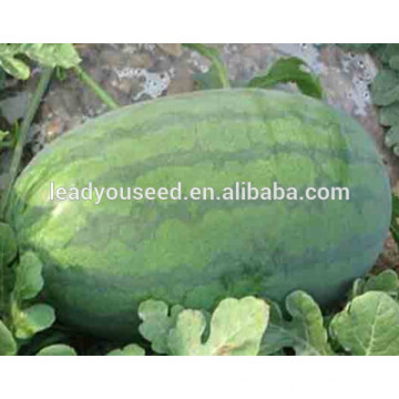 MW031 Kuantiao hellgrün ovale Form Hybrid Wassermelone Samen f1 Unternehmen